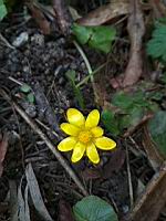 Ficaire - Ficaria verna (3)